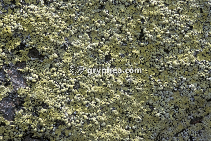 Lichens sur rocher (Rhizocarpon geographicum) - gryphea.com
